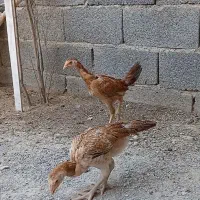 جوجه لاری