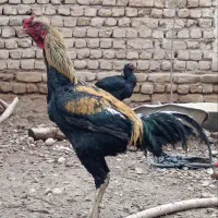 تخم مرغ لاری نطفه دار