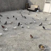 کبوتر