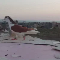 کبوتر پرشی