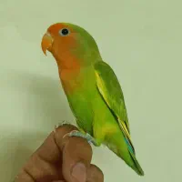 طوطی کوتوله