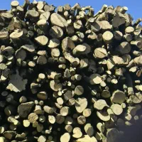خریدار تنه درخت