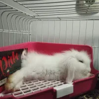 خرگوش لوپ با لوازم