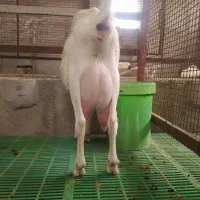 بز سانن شکم اول سوپر شیر با کهره ماده
