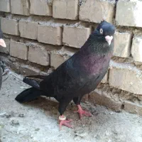 زاغ|پرنده|آبادان, |دیوار
