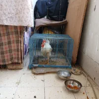 خروس ۳ ماهه