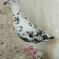 کفتر یا کبوتر بزک نر قلدور