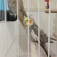 دو عدد عروس هلندی نر و ماده