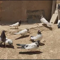 کبوتر کله دم سبز و دوکت شازده