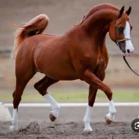 پانسیون و سواری کردن اسب