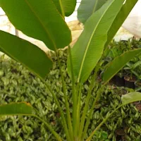 نخل مسافر نخل نیکولای