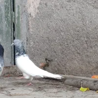 رنگه کله سینه خال