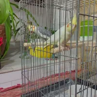 جفت عروس هلندی مولد