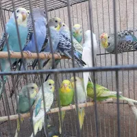مرغ عشق و کوتوله دستی مولد نر وماده دررنگ های زیبا
