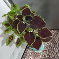 گل خوش یمن