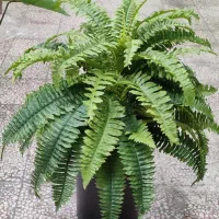 برگهای مصنوعی وارداتی درجه یک