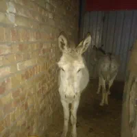 خر ماده