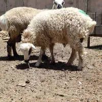 بره نر سبک