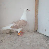 کبوتر