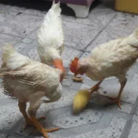 مرغ خروس