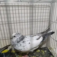 کبوتر جفت