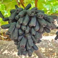 انگورموندراپ