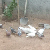 کبوتر