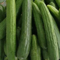 خیار زمینی برداشت از سرزمین ترد و تازه