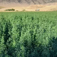 یونجه|لوازم جانبی حیوانات|طرهان, |دیوار