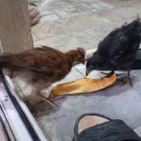 جوجه|حیوانات مزرعه|بیجار, |دیوار