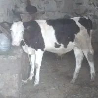 گاو