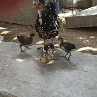مرغ وجوجه