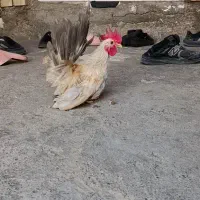 خروس جاپنیز