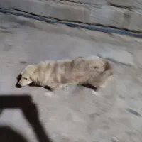 سگ پاکوتاه