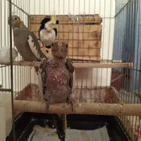ی جفت عروسی هلندی مولد با جوجه