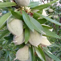 فروش باغ چهارهزار متری دریژان پایین