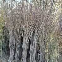 نهال میوه *گلخانه من *