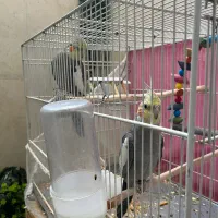 عروس هلندی