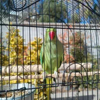 طوطی ملنگو ماده