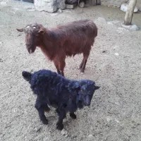 بز وبزقاله