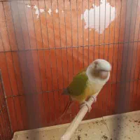 کوتوله وگرینچیک