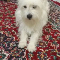 سگ پاکوتاه