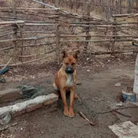 سگ نگهبان