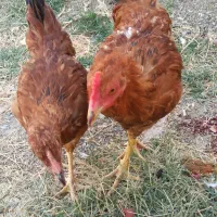 مرغ خانگی و پاپر