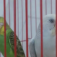 دو عدد جوجه مرغ عشق همراه با قفس و متعلقات