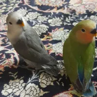 برزیلی۳۵روزه سرلاکی۸۵۰