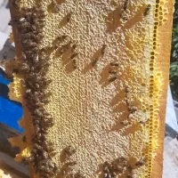 فروش عسل صدرصد طبیعی درروستای جیرانبلاغ