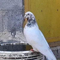 فروش کبوتر جوان به قیمت مناسب جفتی ۶۰۰هزار