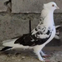 کبوتر نر و ماده
