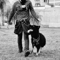 تربیـت حرفه ای سگ ۱۲ فرمان طـلایـی /مربی سگ